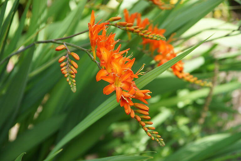 Crocosmia