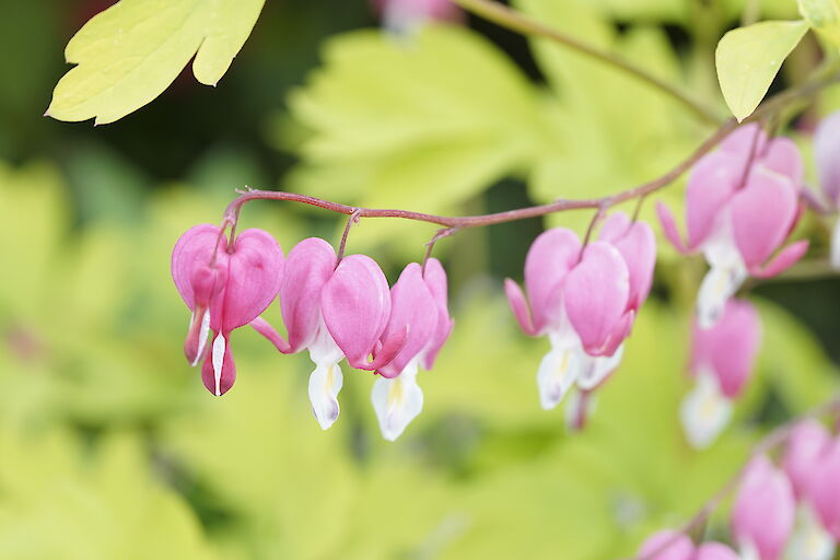 Dicentra spectabilis Aurea