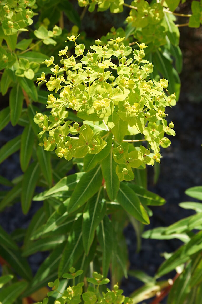 Euphorbia cornigera 'Goldener Turm'