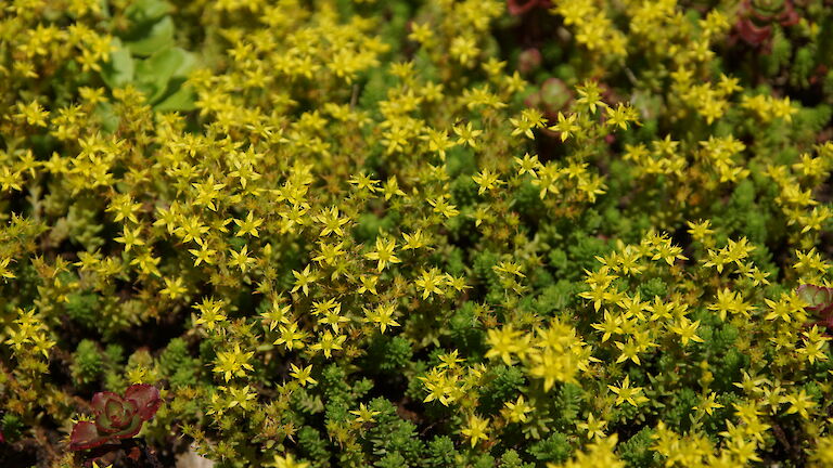 Sedum spurium 'Coccineum'