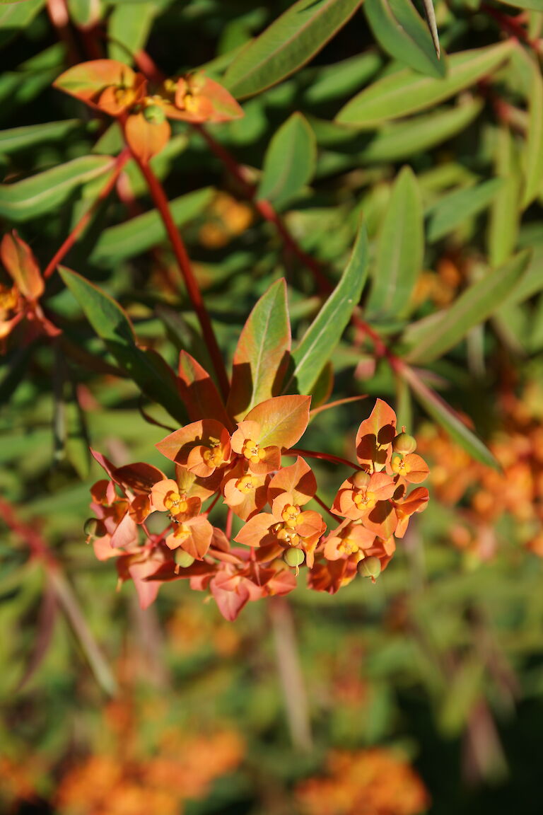 Euphorbia giffithii