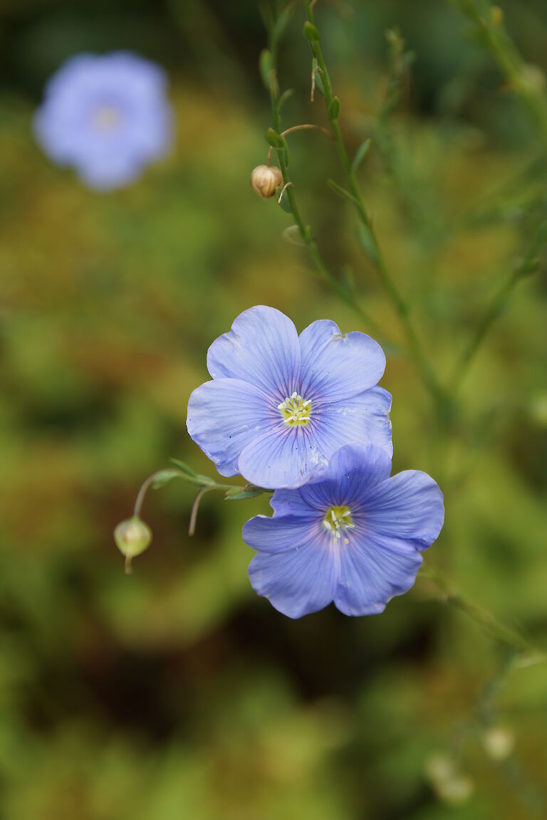 Linum perenne 'Himmelszelt'