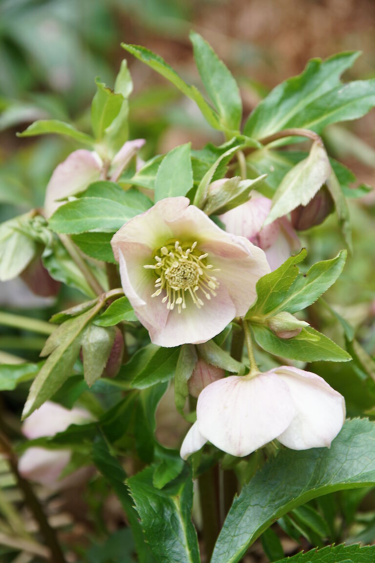 Helleborus orientalis