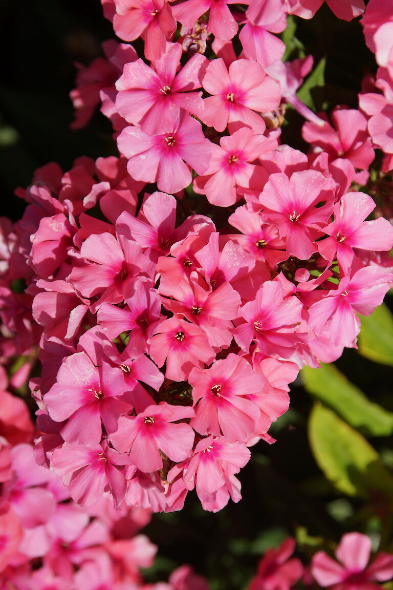 Phlox paniculata 'Redivius'