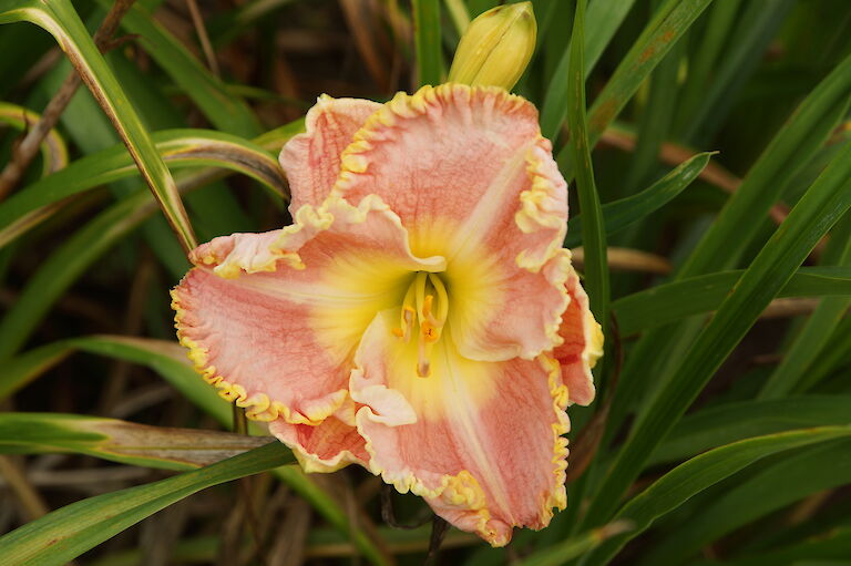 Hemerocallis 'George Washington'