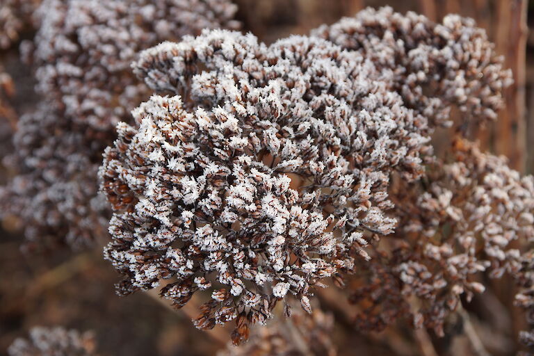 Sedum 'Herbstfreude' Winter