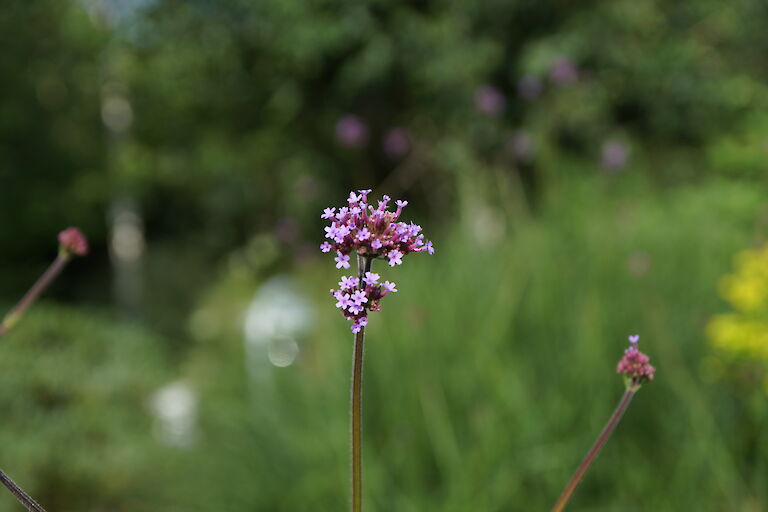 Verbena bonariensis violetta