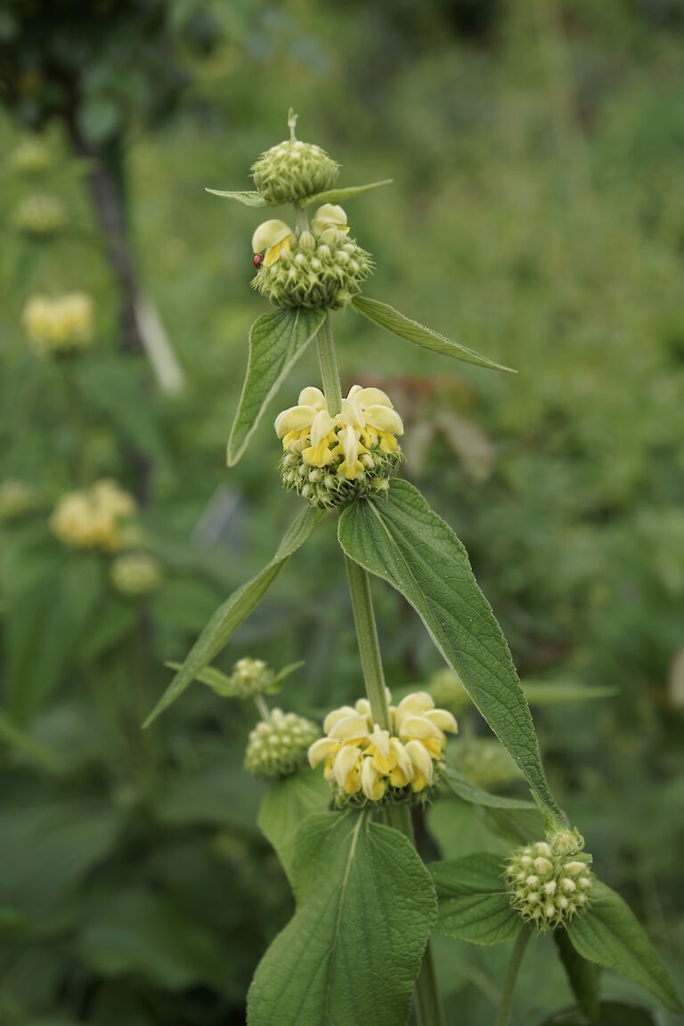 Phlomis russeliana