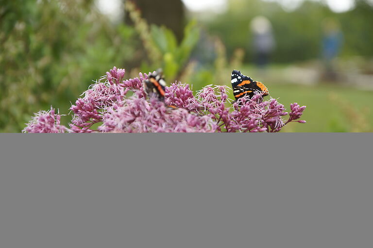 Eupatorium fistulosum Insekt