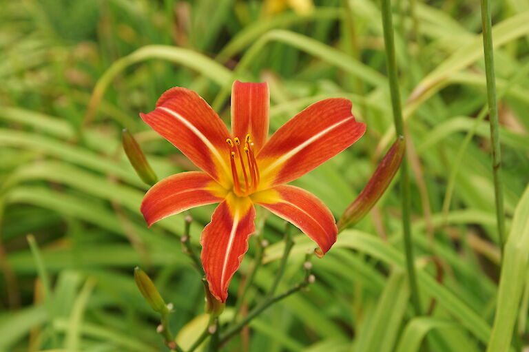 Hemerocallis 'Poinsettia'