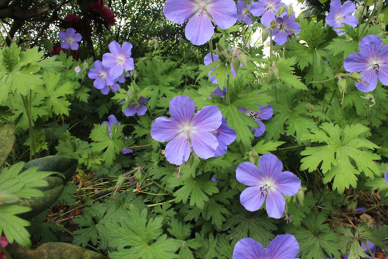 Geranium 'Rozanne'