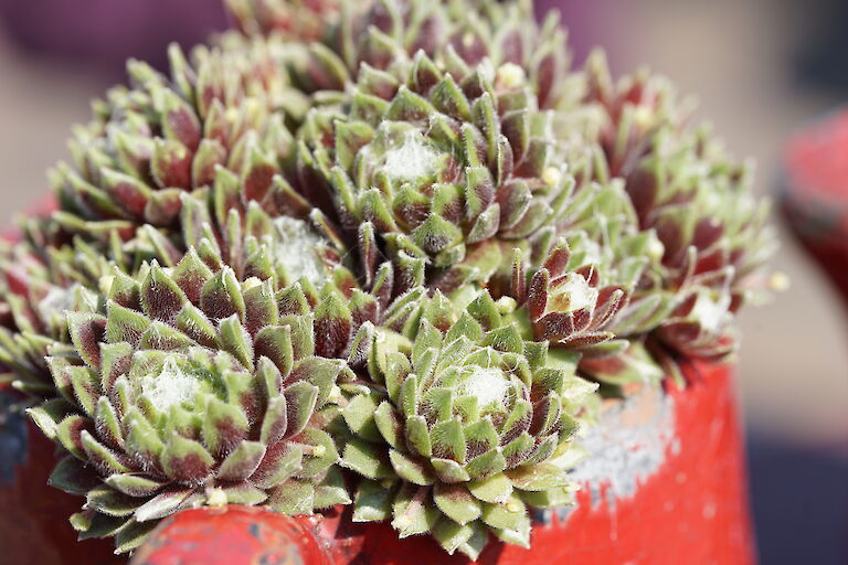 Sempervivum