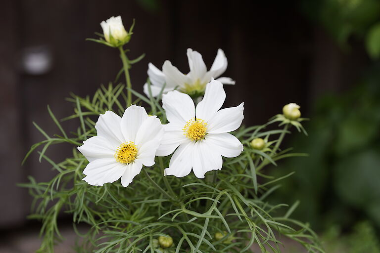 Cosmea