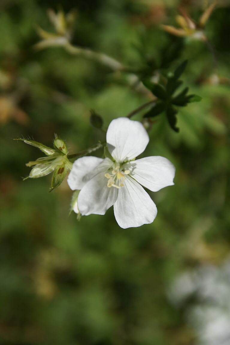 Geranium oxonianum Rosenlicht'