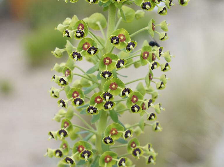 Euphorbia characias ssp. characias Black Pearl