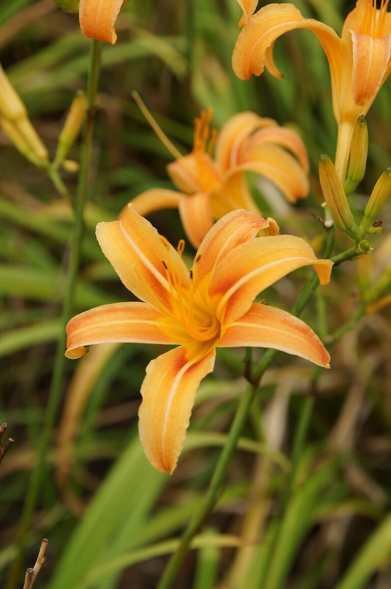 Hemerocallis fulva 'Hankow'