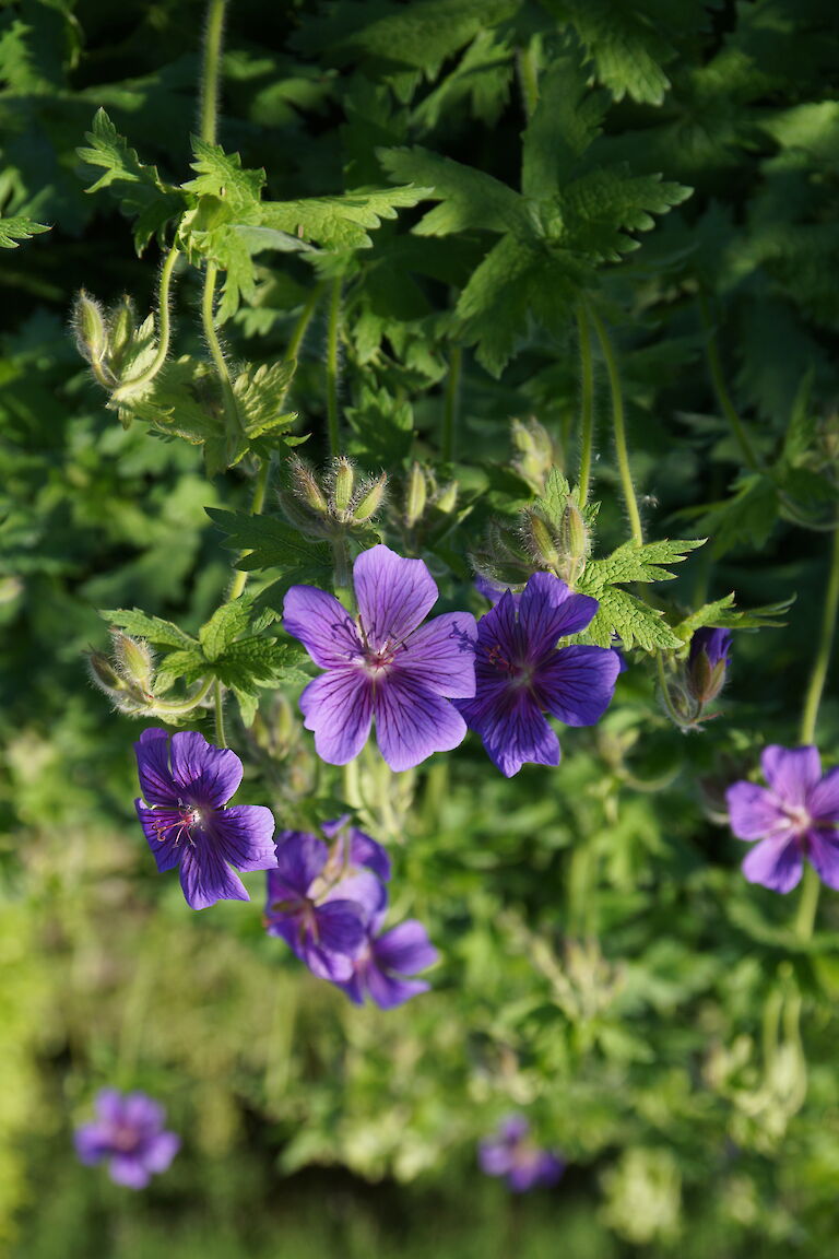 Geranium