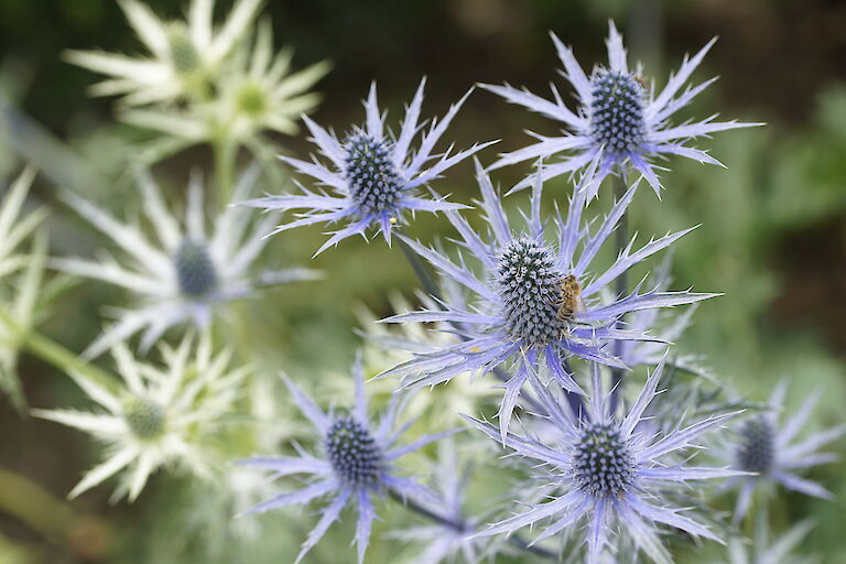 Eryngium x zabelii Big Blue Insekt