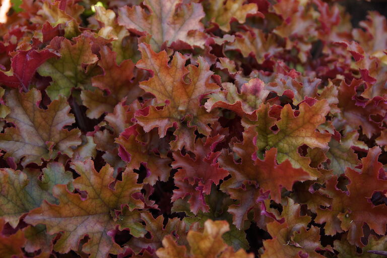 Heuchera micrantha 'Marmelade'