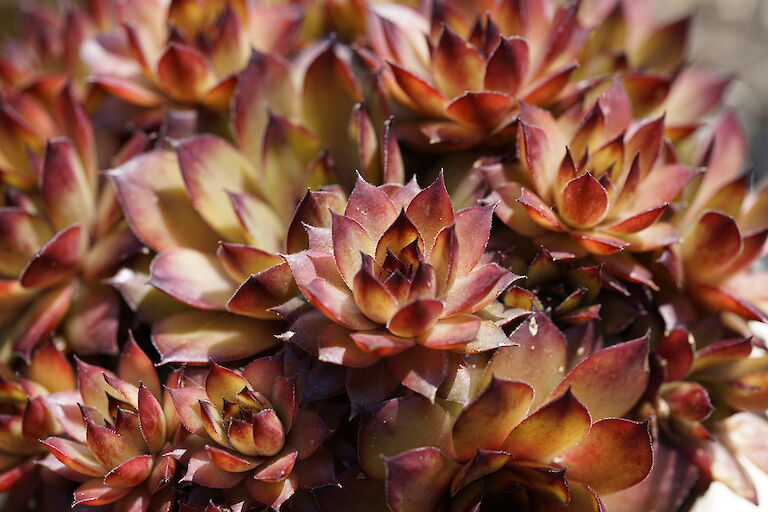 Sempervivum