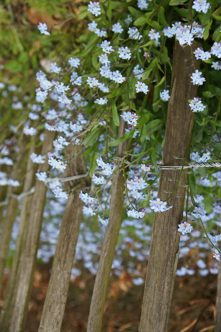 Myosotis palustris