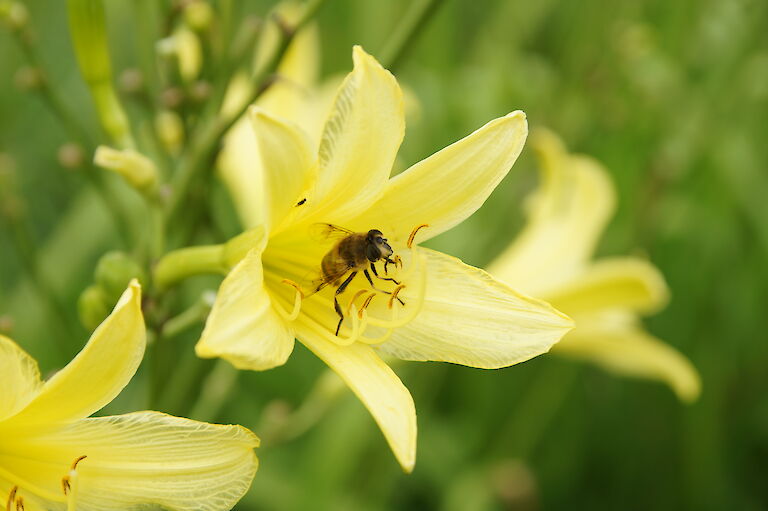 Hemerocallis Insekt