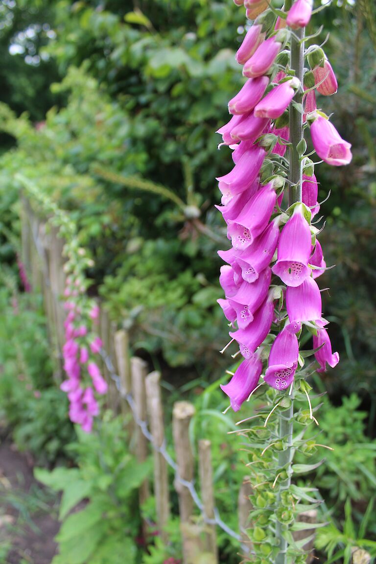 Digitalis purpurea