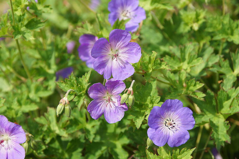 Geranium