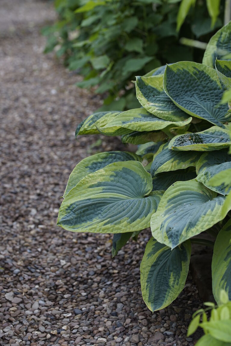 Hosta