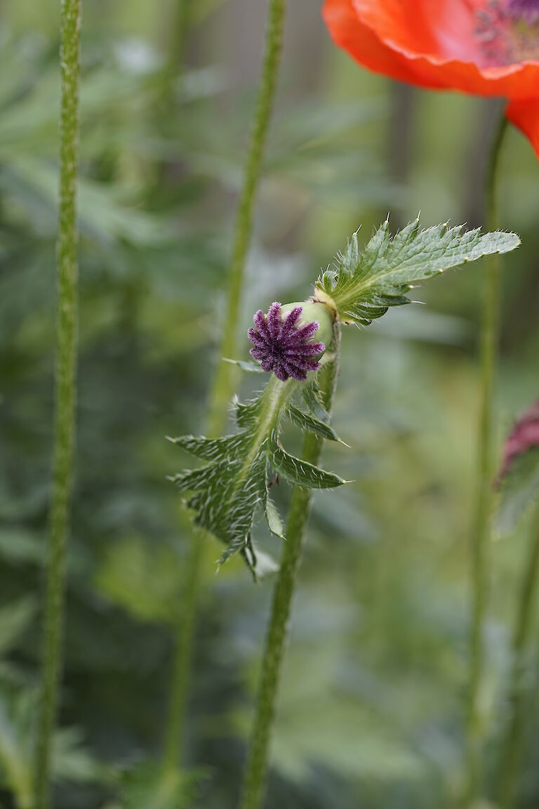 Papaver