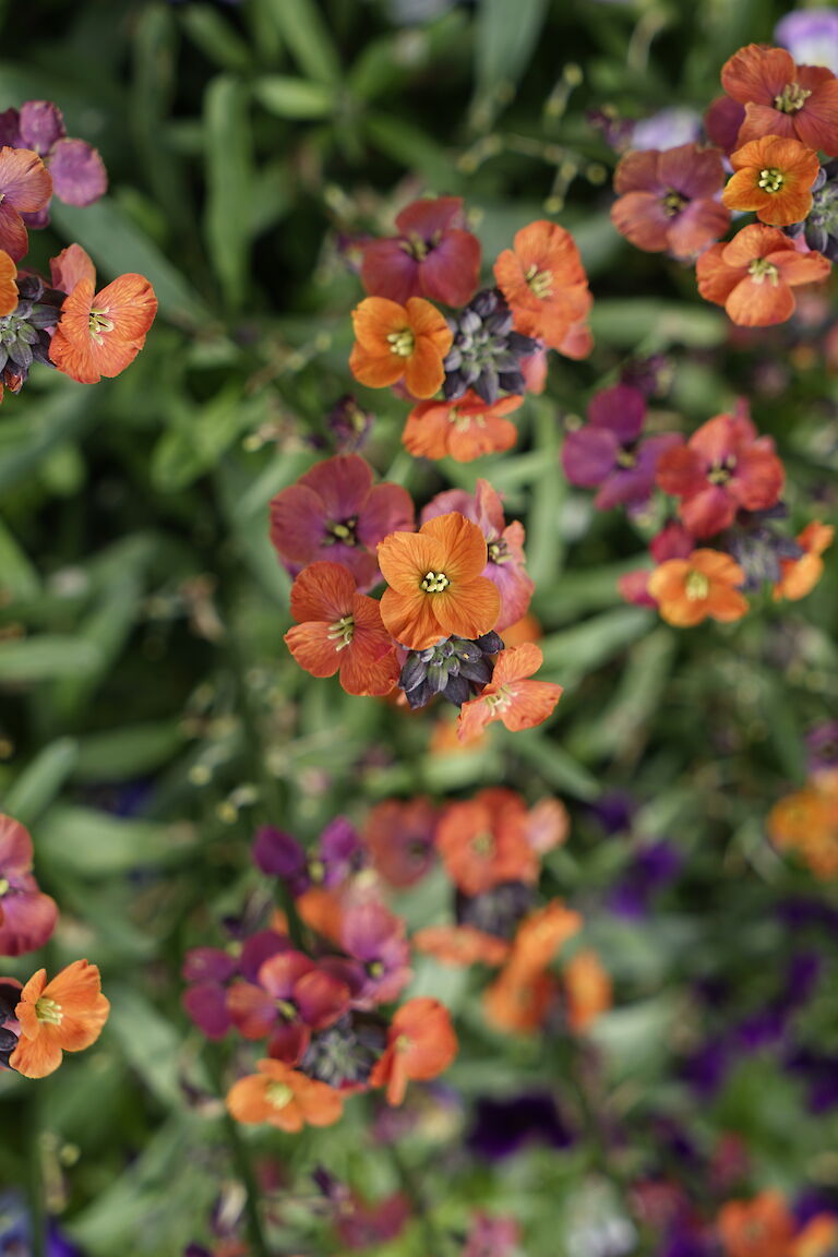 Erysimum pulchellum Bowles Mauve