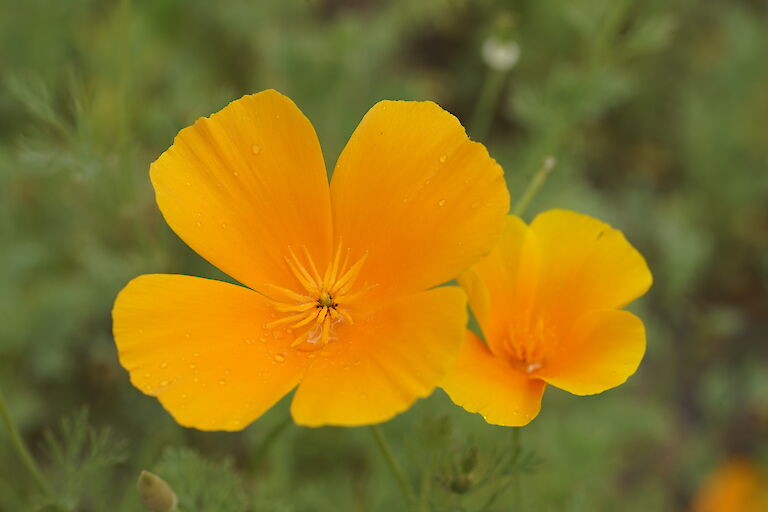 Eschscholzia californica