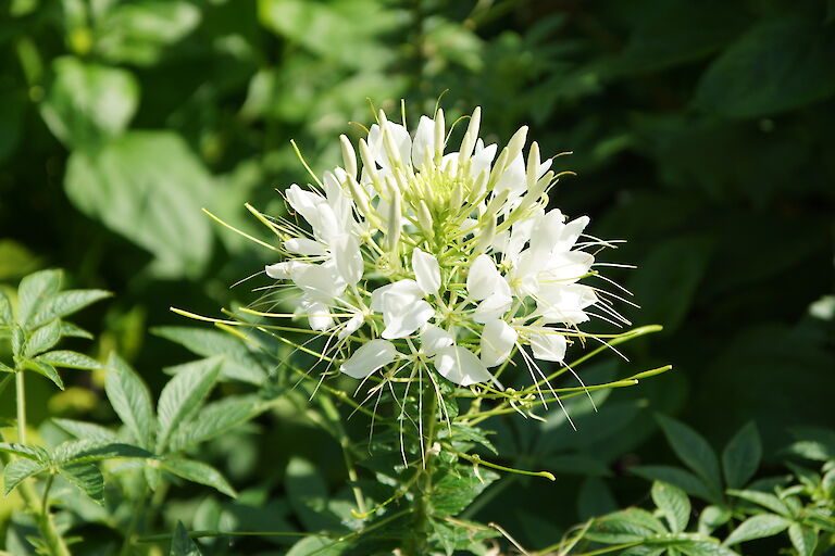 Cleome spinosa 'Sparkler White'