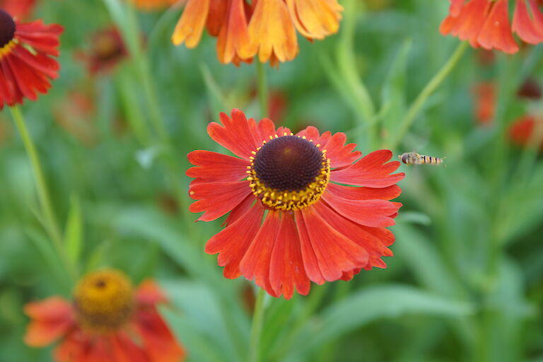 Helenium 'Moerheim Beauty'