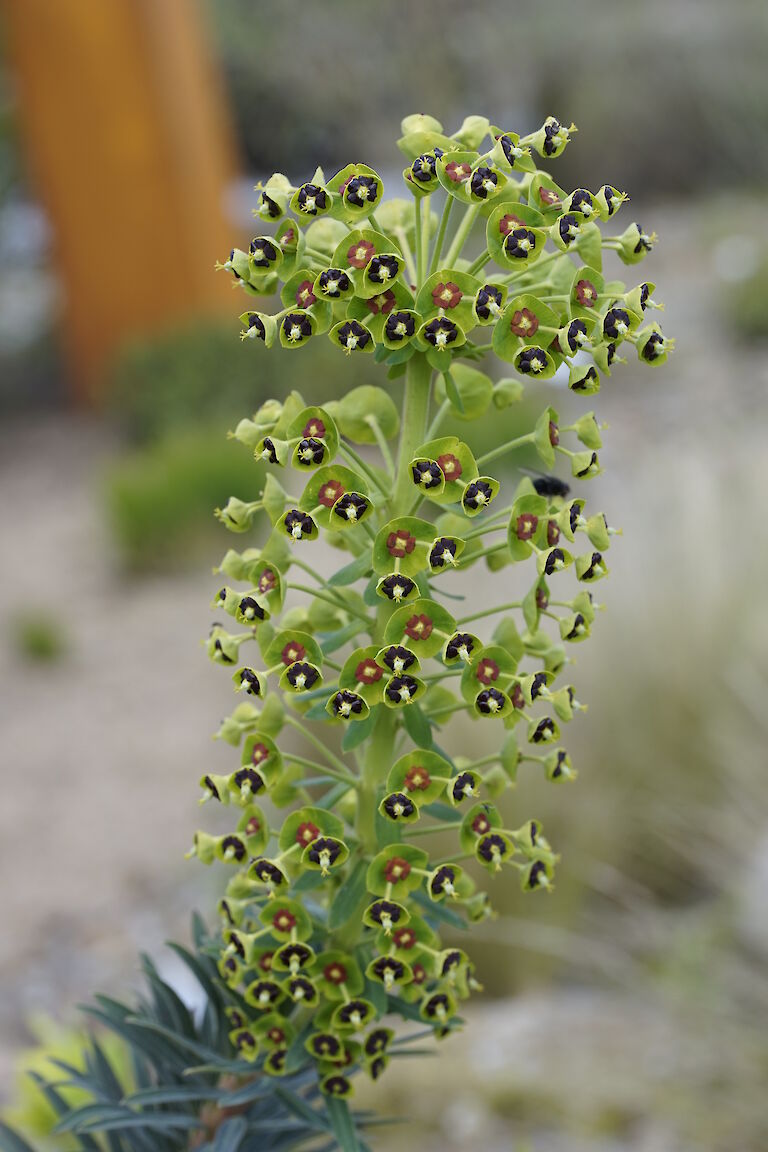 Euphorbia characias ssp. characias Black Pearl