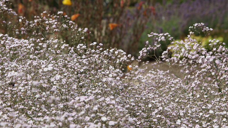 Gypsophila repens 'Rosenschleier'