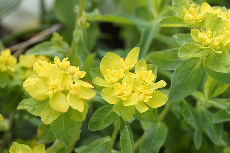 Euphorbia polychroma