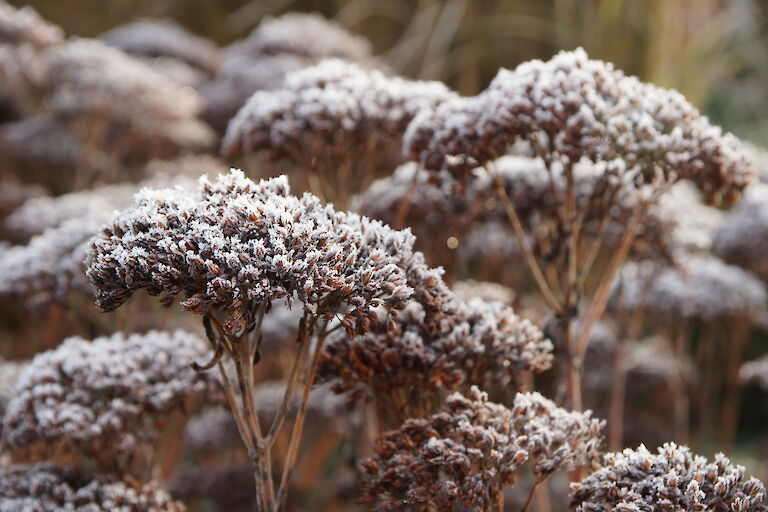 Sedum 'Herbstfreude' Winter