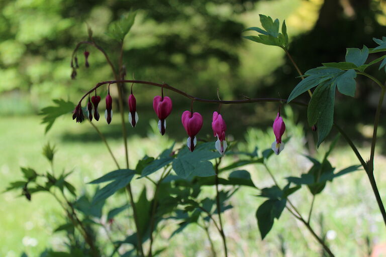 Dicentra spectabilis