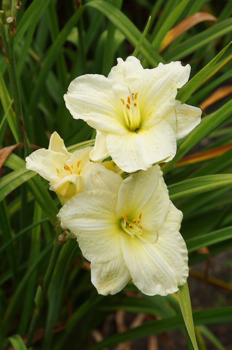 Hemerocallis 'Joan Senior'