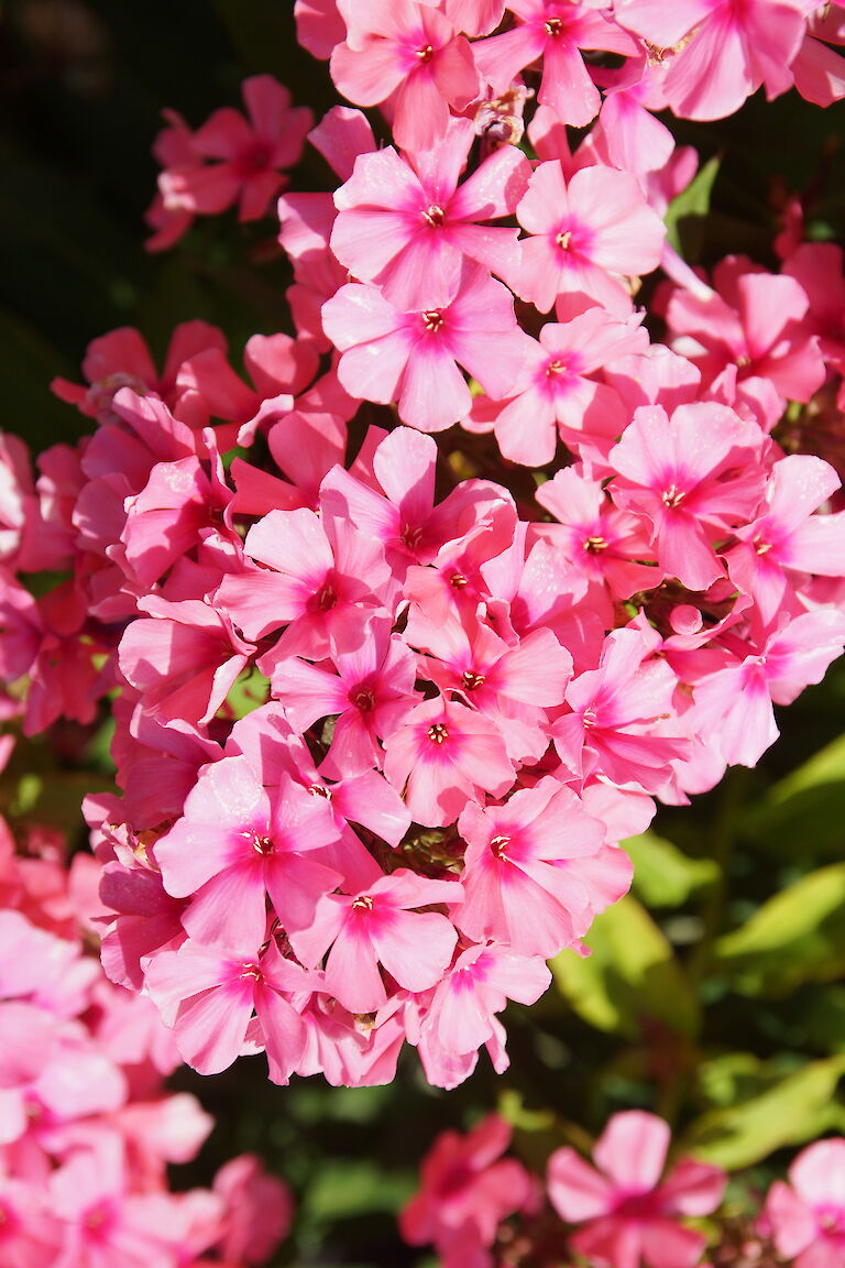 Phlox paniculata 'Redivius'