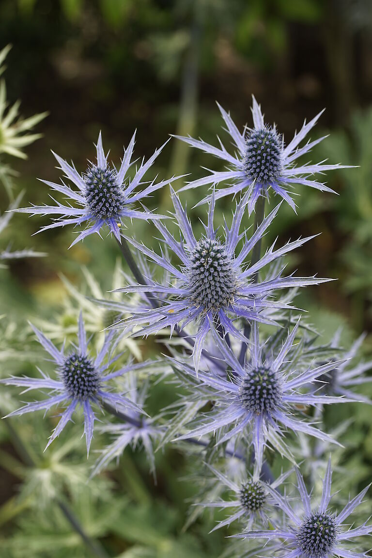 Eryngium x zabelii Big Blue