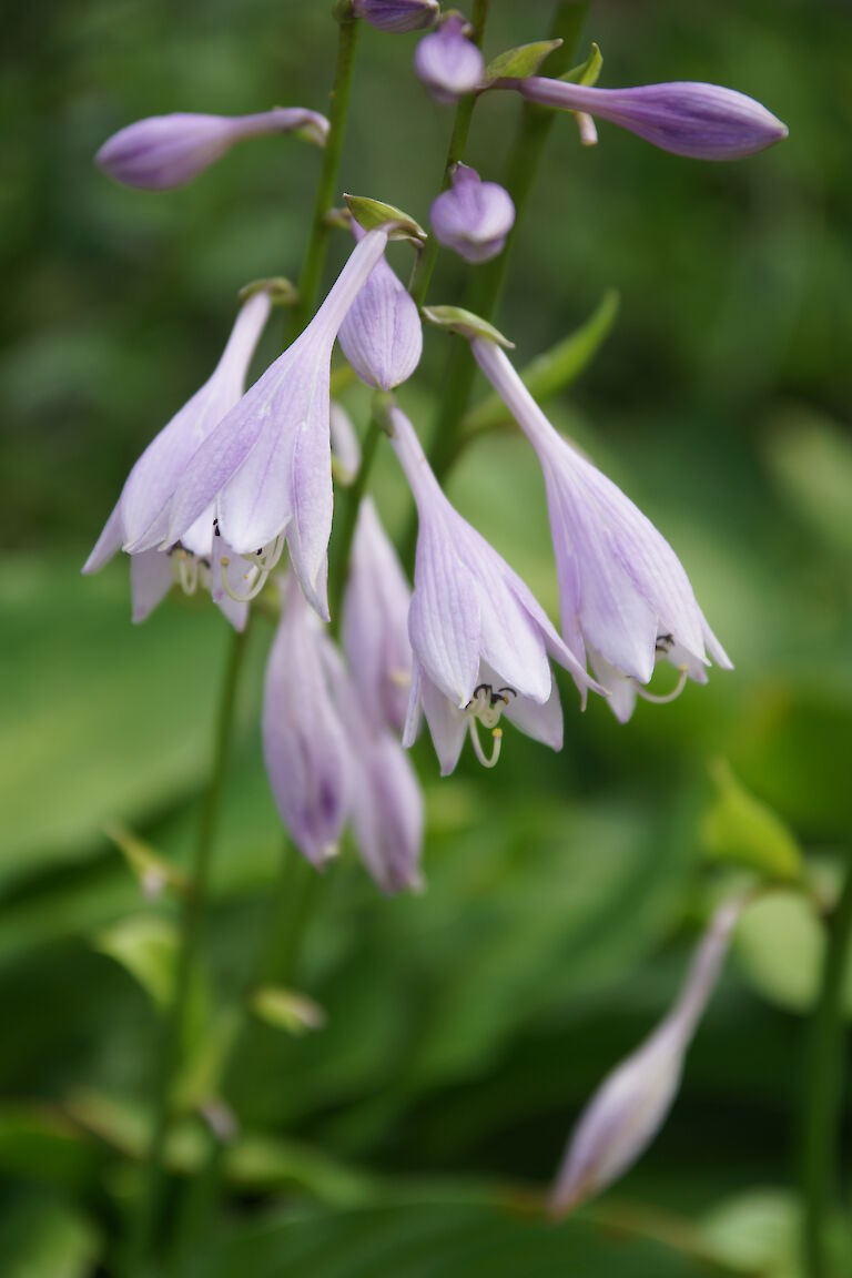 Hosta