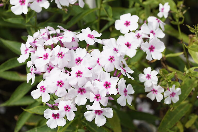 Phlox paniculata Hybride White Eye Flame