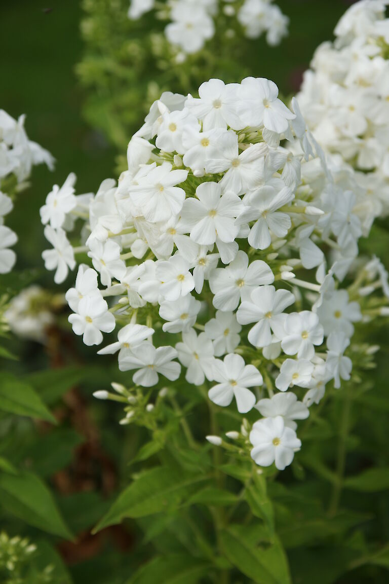 Phlox paniculata 'Fujijama'