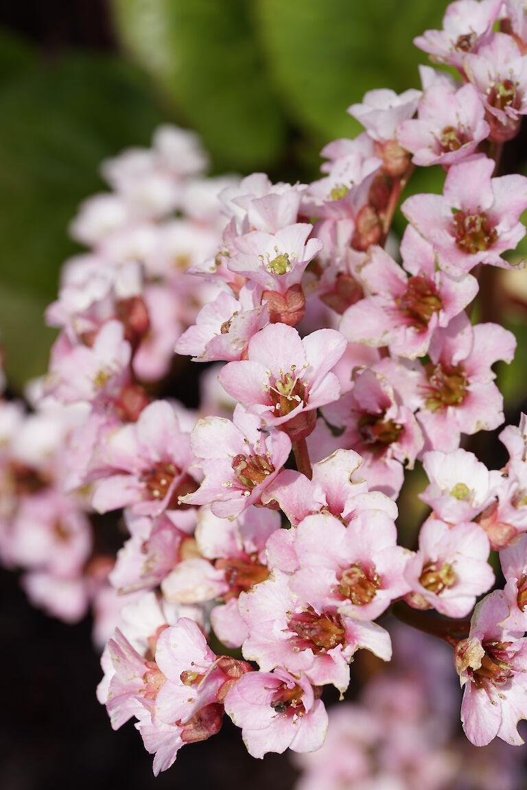 Bergenia cordifolia Silberlicht