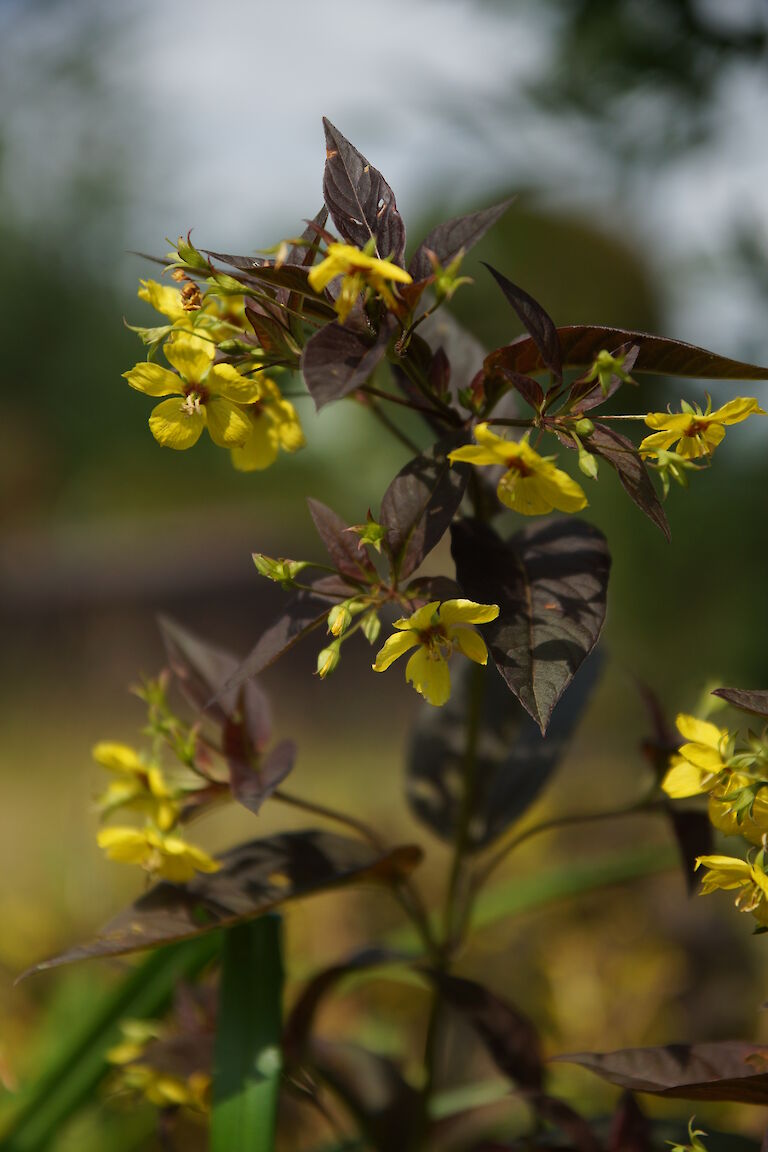 Lysimachia ciliata 'Firecracker'