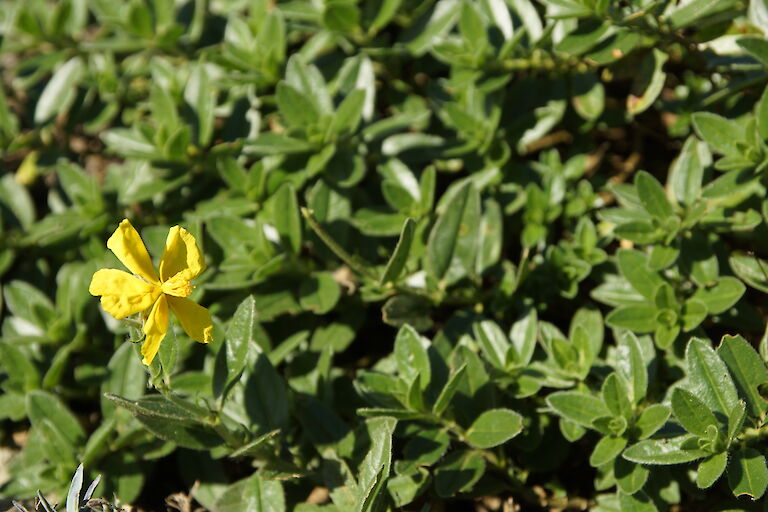 Helianthemum Hybr. 'Sterntaler'