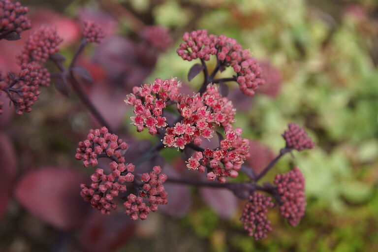 Sedum 'Karfunkelstein'