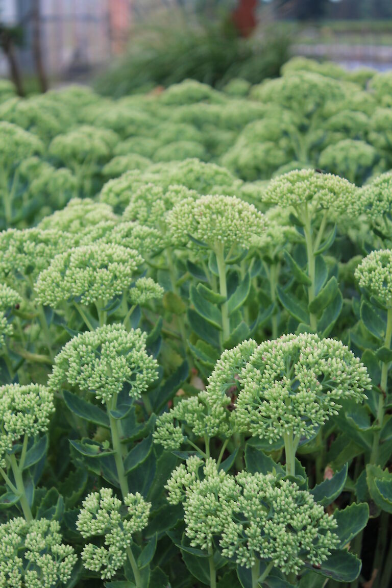 Sedum telephium 'Herbstfreude'